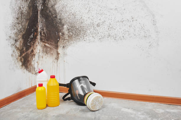 Best Residential Mold Removal  in Estancia, NM