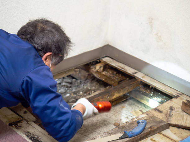 Mold Removal Process in Estancia, NM