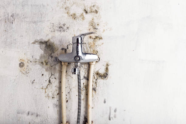 Certified Mold Removal in Estancia, NM