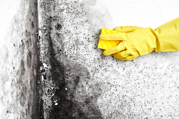 Mold Removal and Inspection in Estancia, NM