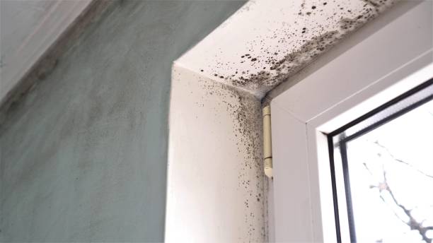 Best Mold Damage Repair  in Estancia, NM