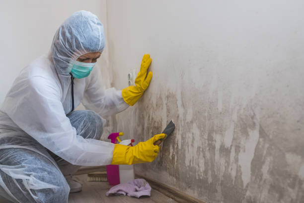 Best Emergency Mold Removal  in Estancia, NM