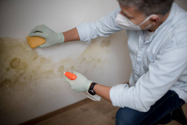 Best Mold Removal Process  in Estancia, NM