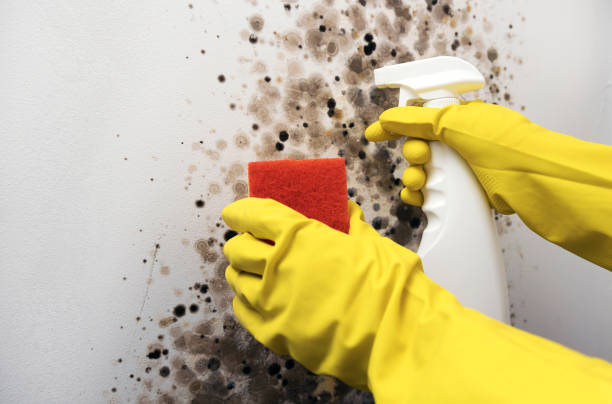 Best Toxic Mold Removal  in Estancia, NM