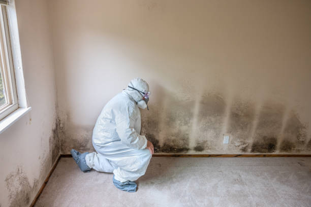 Best Crawl Space Mold Removal  in Estancia, NM