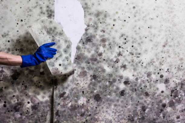 Best Mold Removal and Inspection  in Estancia, NM